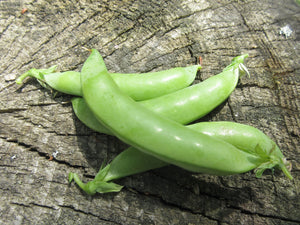 Pois, Pois sucrés, pois mange-tout, Semences Pois sugar daddy, graines Pois sugar daddy, Semences du Québec, Semences adaptées au froid, Semences légumes, Semences locales, Semences Bas-st-Laurent, Semences Trois-Pistoles