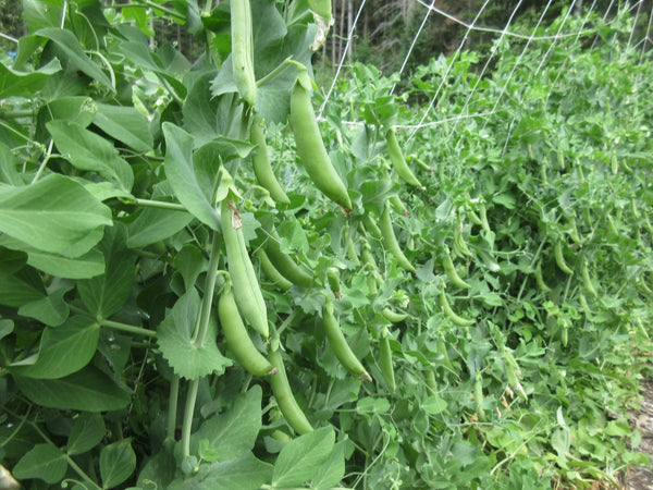 Pois, Pois sucrés, pois mange-tout, Semences Pois sugar daddy, graines Pois sugar daddy, Semences du Québec, Semences adaptées au froid, Semences légumes, Semences locales, Semences Bas-st-Laurent, Semences Trois-Pistoles