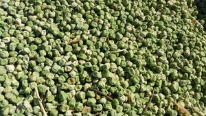 Semences Pois PLS595, Semences du Québec, Semences adaptées au froid, Semences légumes, Semences locales, Semences Bas-st-Laurent, Semences Basques, Semences Trois-Pistoles
