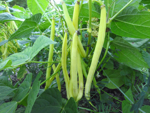 Haricots rocdor, Haricots jaunes rocdor, semences haricots rocdor, semence haricot jaune, semences locales, semences du Québec