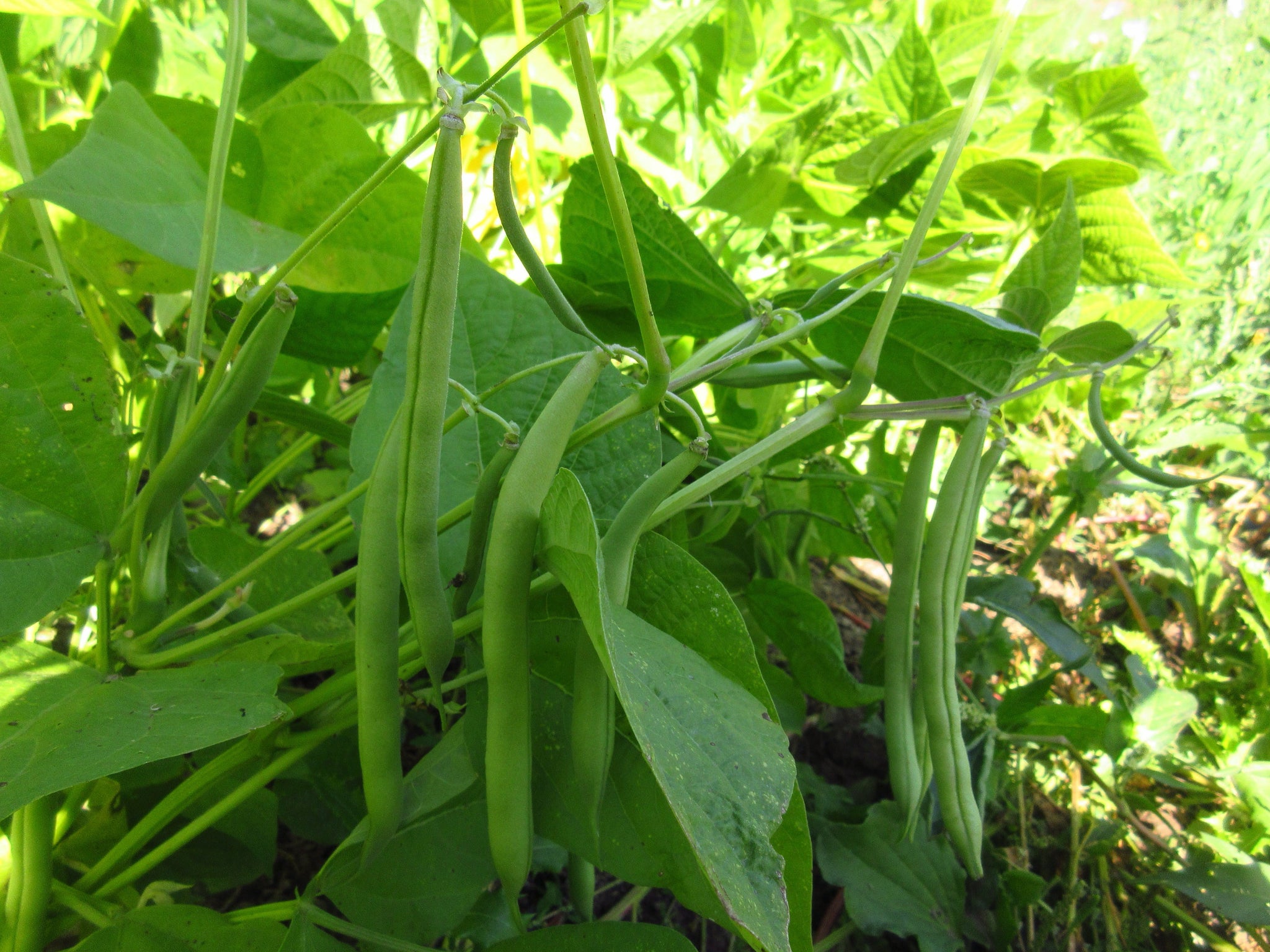 Haricots provider, semences, semences locales, semences du québec