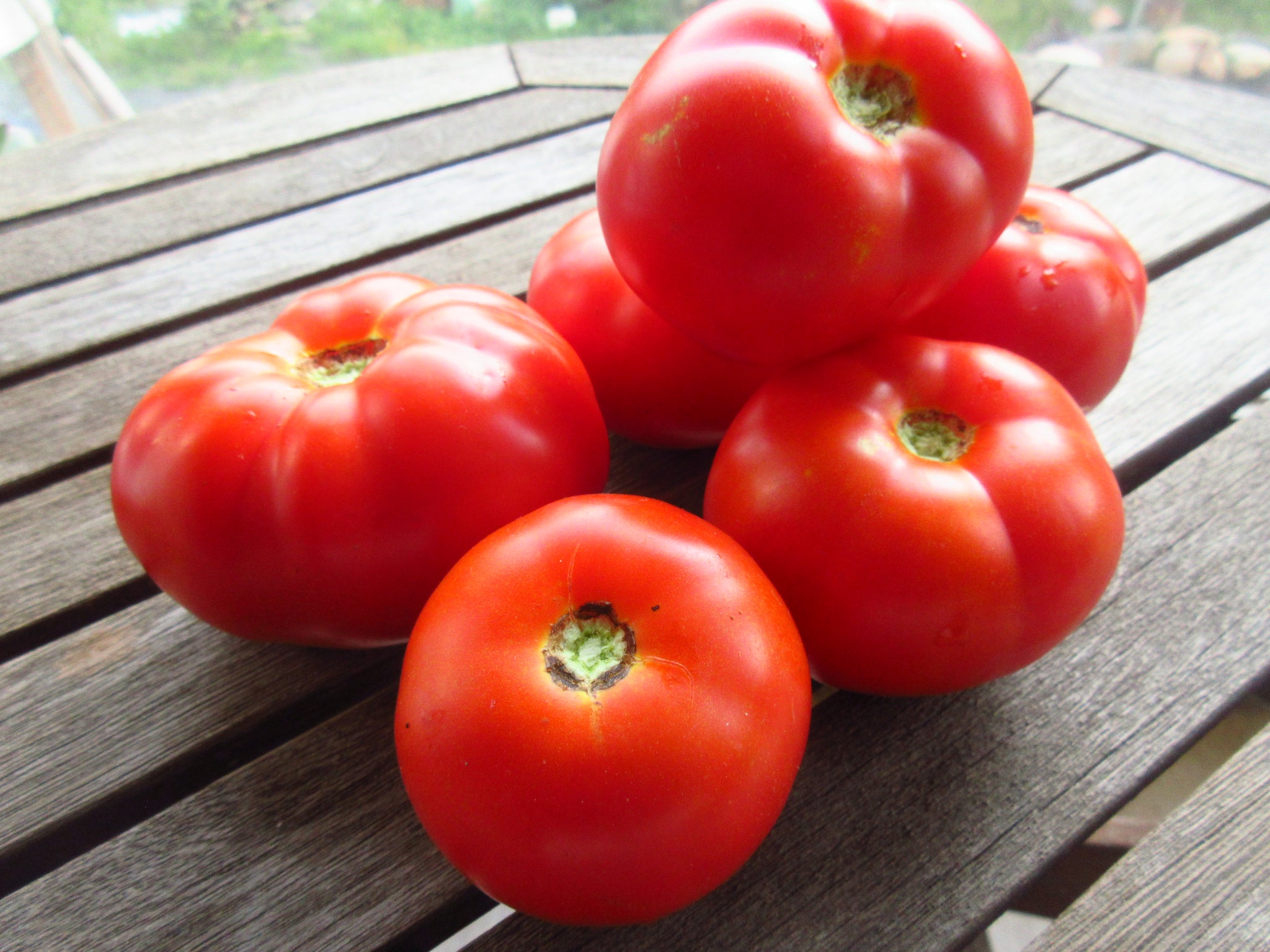 Tomate Québec #13, Semence Québec #13, Semence de tomate, Graines de tomates, Semences du Québec, Semences locales, Semences adaptées aux climats froids, 