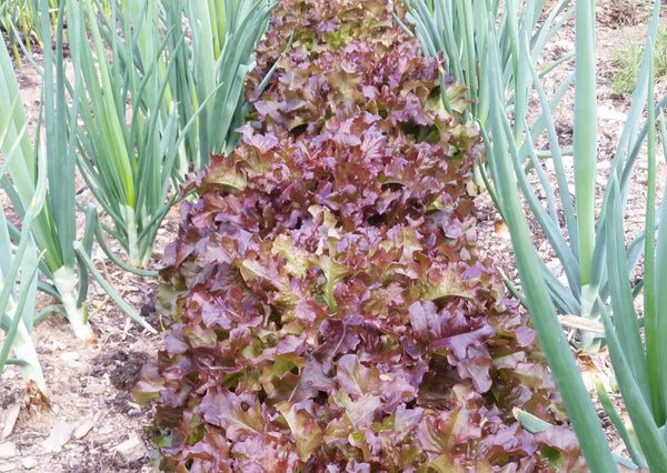 Laitue, laitue feuille de chêne rouge, laitue red salad bowl, Semences laitue red salad bowl, graines red salad bowl, Semences du Québec, Semences adaptées au froid, Semences légumes, Semences locales, Semences Bas-st-Laurent, Semences Trois-Pistoles