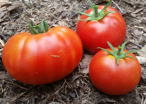 Semences tomates, semences Bizhiki, Semences du Québec, Semences adaptées au froid, Semences légumes, Semences locales, Semences Bas-st-Laurent, Semences Basques, Semences Trois-Pistoles