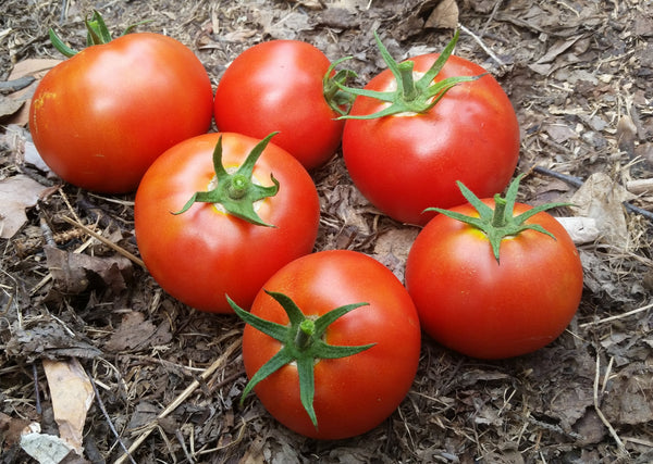 Semences tomates, semences Bizhiki, Semences du Québec, Semences adaptées au froid, Semences légumes, Semences locales, Semences Bas-st-Laurent, Semences Basques, Semences Trois-Pistoles