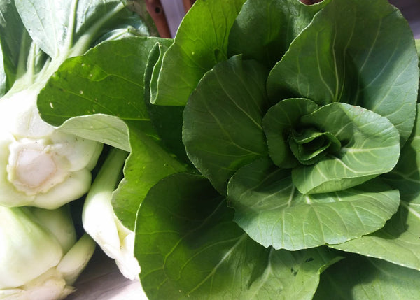 Bok Choy, Semences Bok Choy, graine Bok Choy, Bok Choy Shangaï Green, Semences Bok Choy Shangaï Green, graine Bok Choy Shangaï Green, Semences du Québec, Semences locales, Semences adaptées aux climats froids 